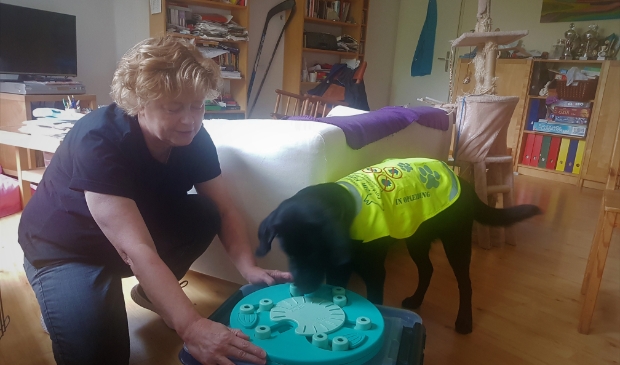 Nelleke de Kroes traint Winnie met het hondencasino. Waar liggen de brokjes?