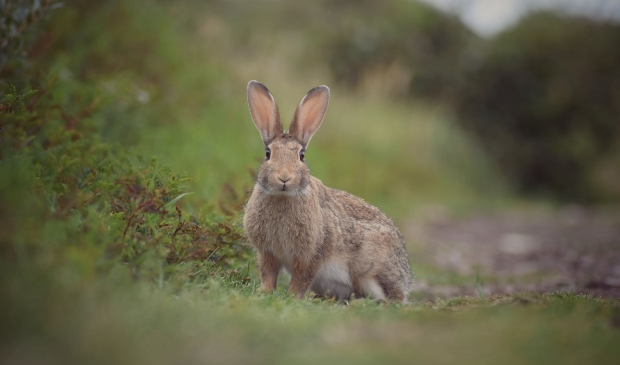 <p>Het Duinkonijn, winnende foto fotowedstrijd 'Dag van de Duinen'. </p>