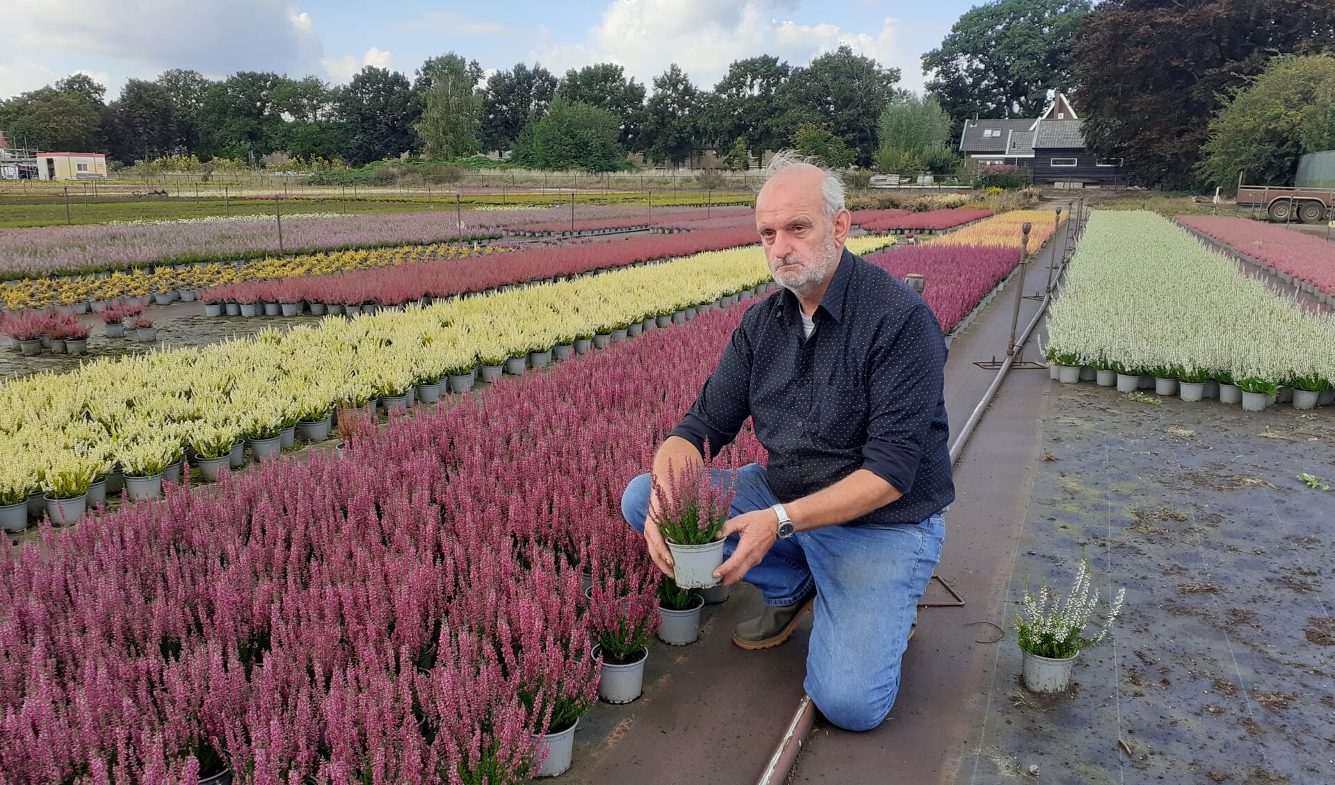 Henk Haalboom aan het werk op de kwekerij