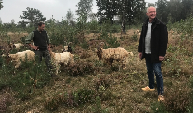 <p>Henk Jan Zwarten Herman uit de Bosch bij de landgeiten in het Houtdorperveld.</p>