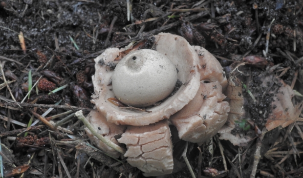 Gekraagde Aardster