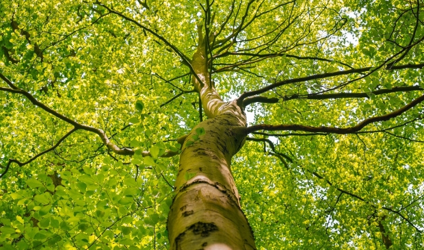 Kracht van bomen