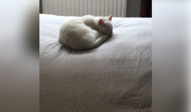 Vermiste kater Koetsendijk Nijkerk