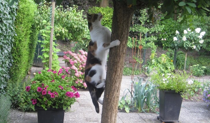 Dit onze acrobaat Jessica en onze Floortje is een beetje een bange poes.