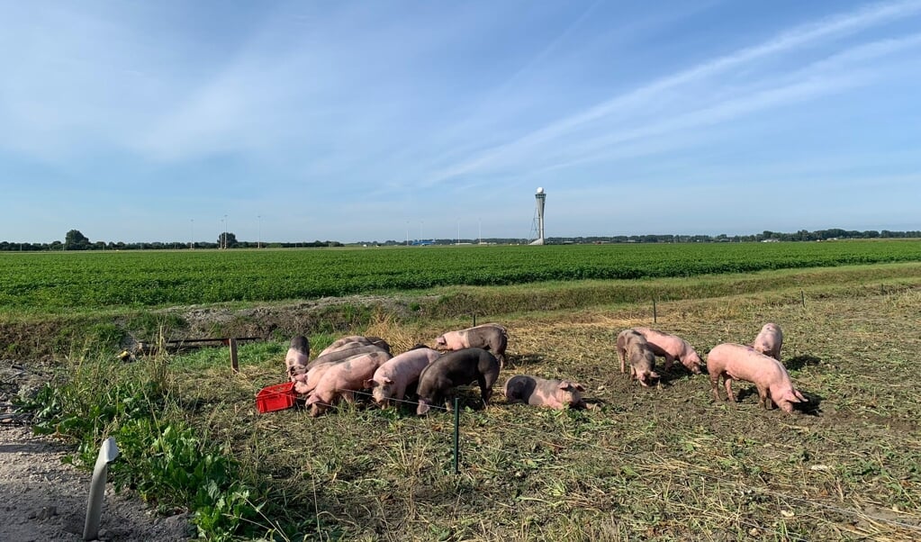 De 20 varkens verblijven op een perceel van 2 hectare tussen de Polderbaan en Zwanenburgbaan.