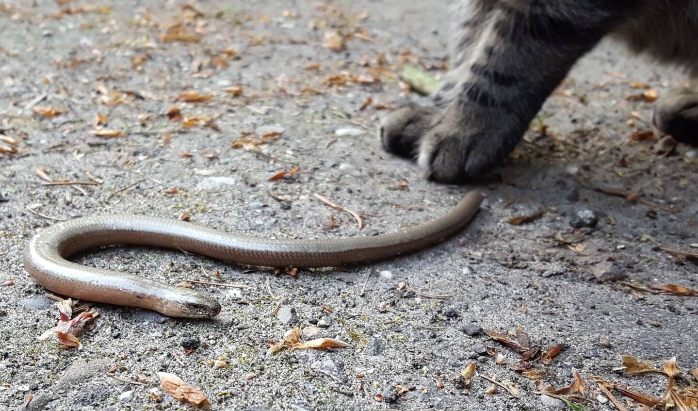 Kat speelt met hazelworm, een beschermde pootloze hagedis.