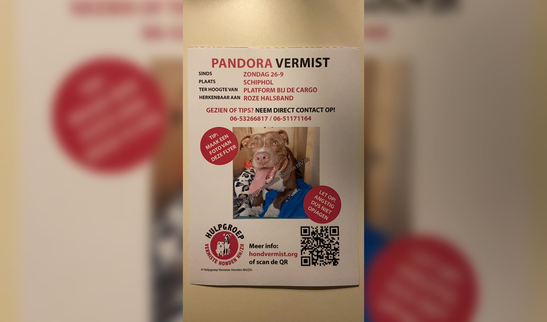 Pandora, vermiste hond op Schiphol
