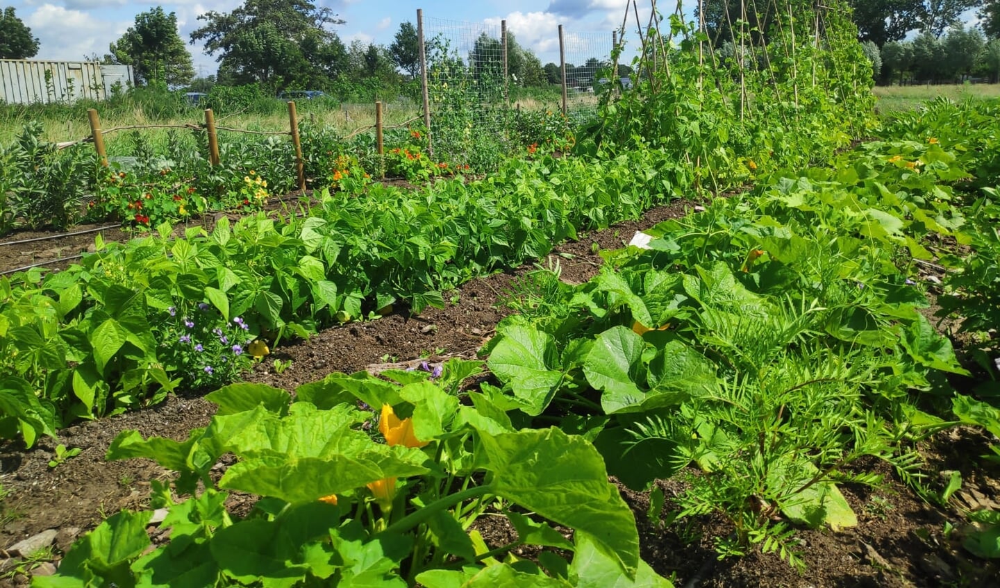 Een echt bos is het nog niet, al bloeien er paardenbloemen, staan er al wat jonge fruitboompjes.