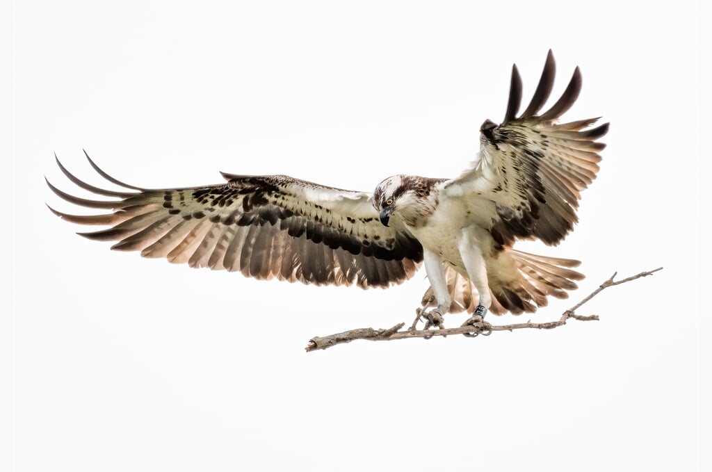 Een visarend brengt een tak naar het nest in de Biesbosch. Komen ze dit jaar weer tot broeden voor het oog van de camera?