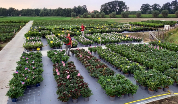 <p>Op de kwekerij in de Gelderse Vallei staan duizenden rhododendrons, azalea's en Bloombux. .</p>