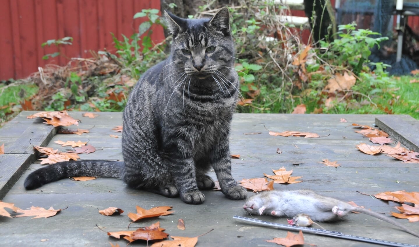Een kat heeft een bruine rat gevangen, daar zal niemand bezwaar tegen hebben.