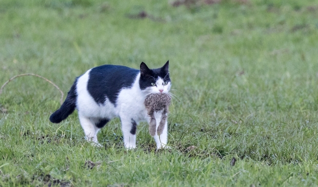 Een loslopende kat kan zomaar een jonge haas vangen.