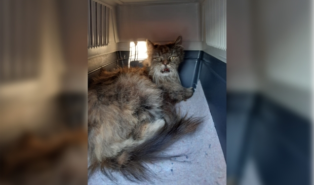 Gevonden Main Coon van Damstraat Putten