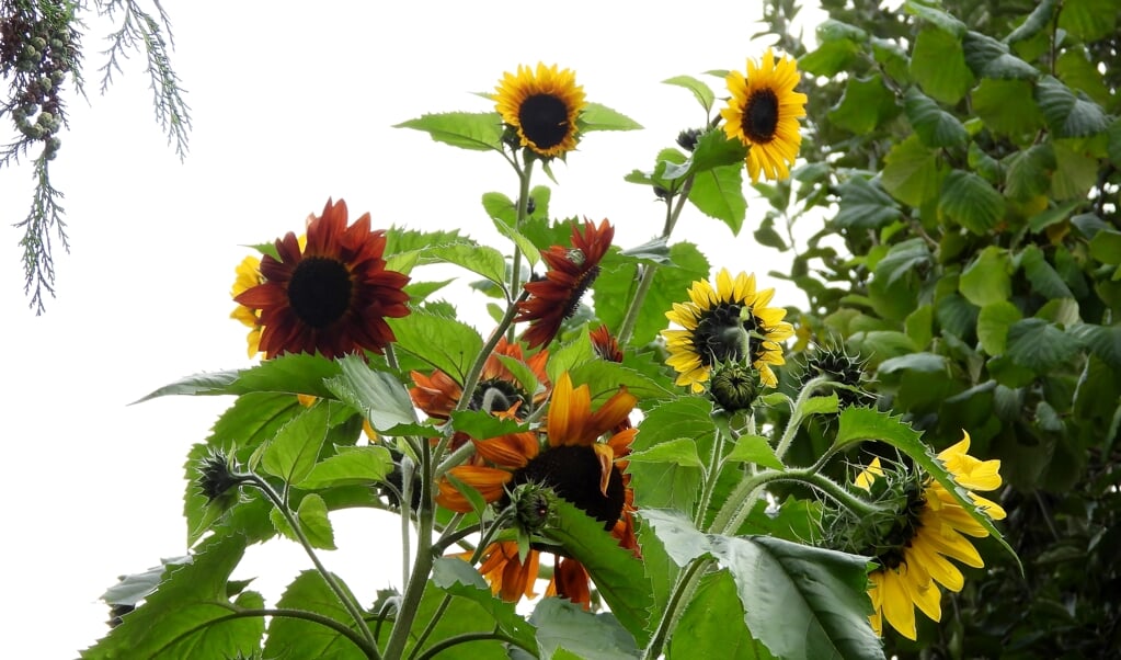 ,,De zonnebloemen steken nog steeds ver boven de heg uit.'' 