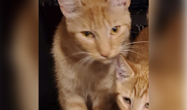 Vermiste poes Topperweg Kootwijkerbroek