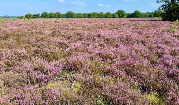 Heide in de bloei