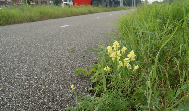Vlasleeuwebek