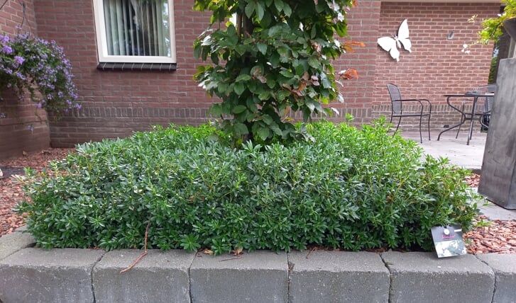 Afbeelding