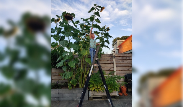 Jesse heeft de hoogste zonnebloem