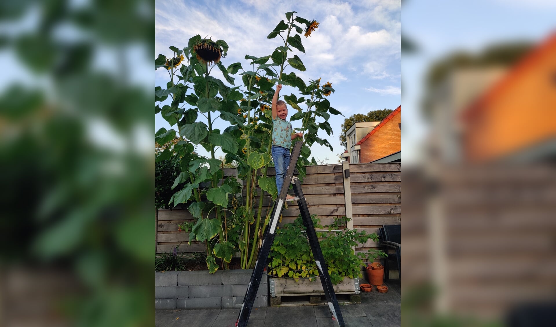 Jesse heeft de hoogste zonnebloem