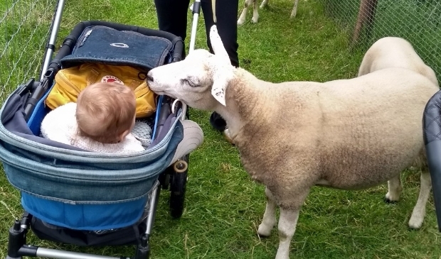 baby met schaap