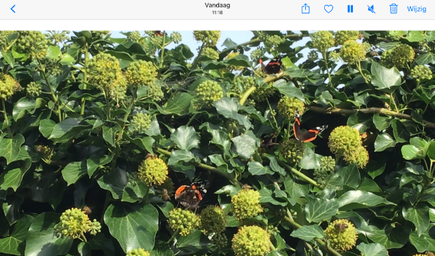 Vlinders en bijen