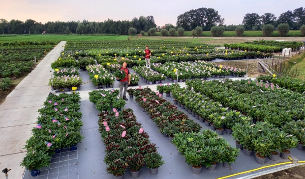 <p>Op de kwekerij in de Gelderse Vallei staan duizenden rhododendrons en azalea's. </p>