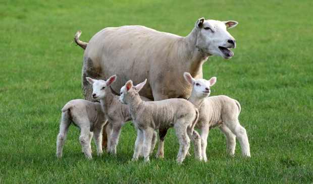 Schaap met lammetjes