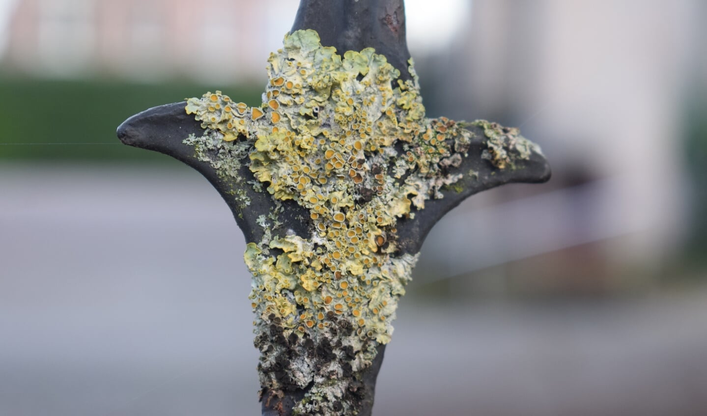 Groot dooiermos wordt soms geplaagd door een parasiet