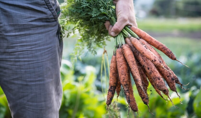 Holding a bunch of organic carrots.