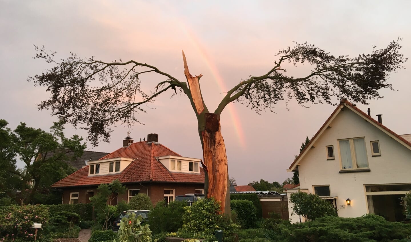 De valwind van 18 juni vorig jaar heeft enorm veel schade aangericht aan bomen, maar ook aan mensen.