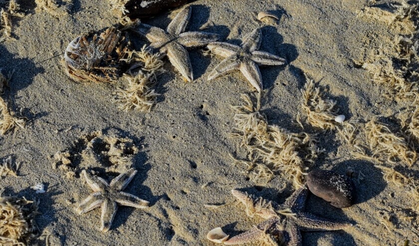 Veel zeesterren aangespoeld op strand Bloemendaal