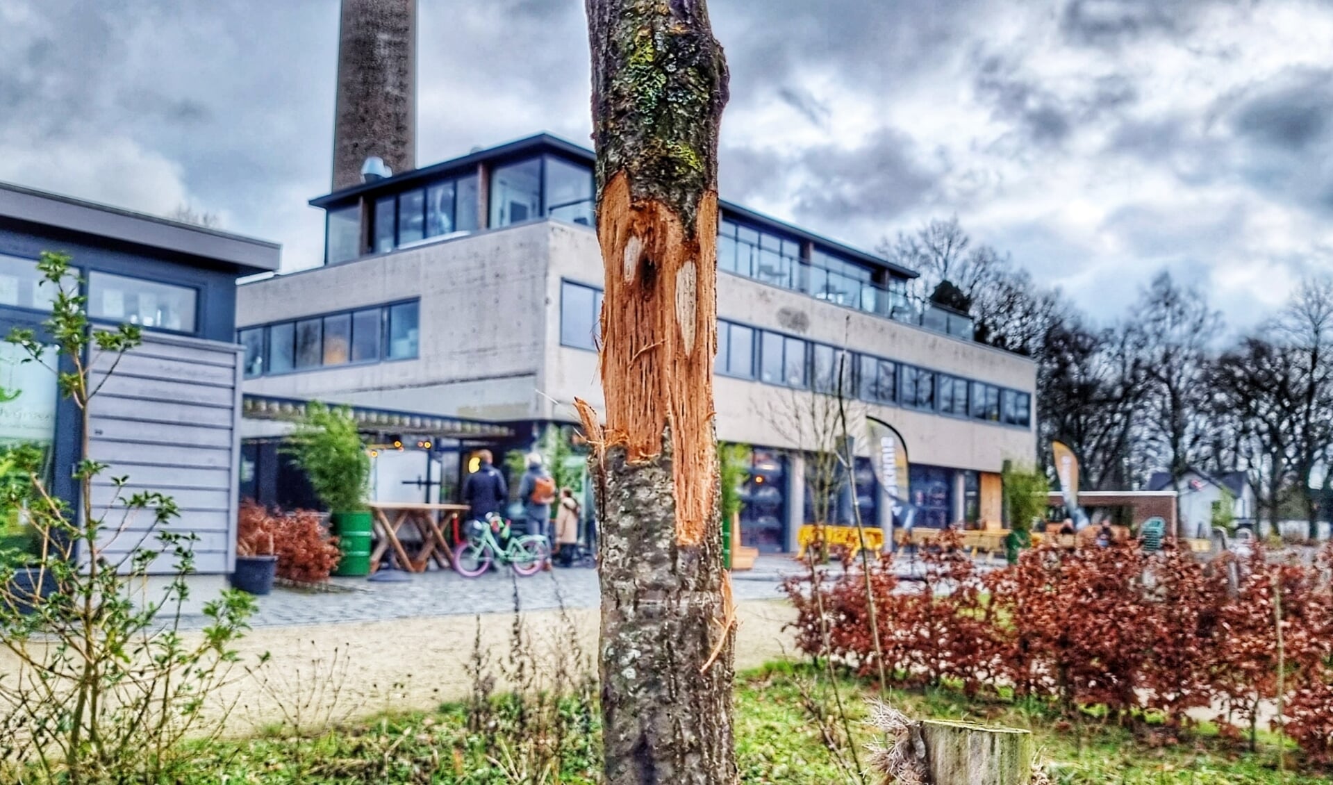 Ruim 79 bomen werden verminkt in het Elisabeth Groen park en de omgeving. 