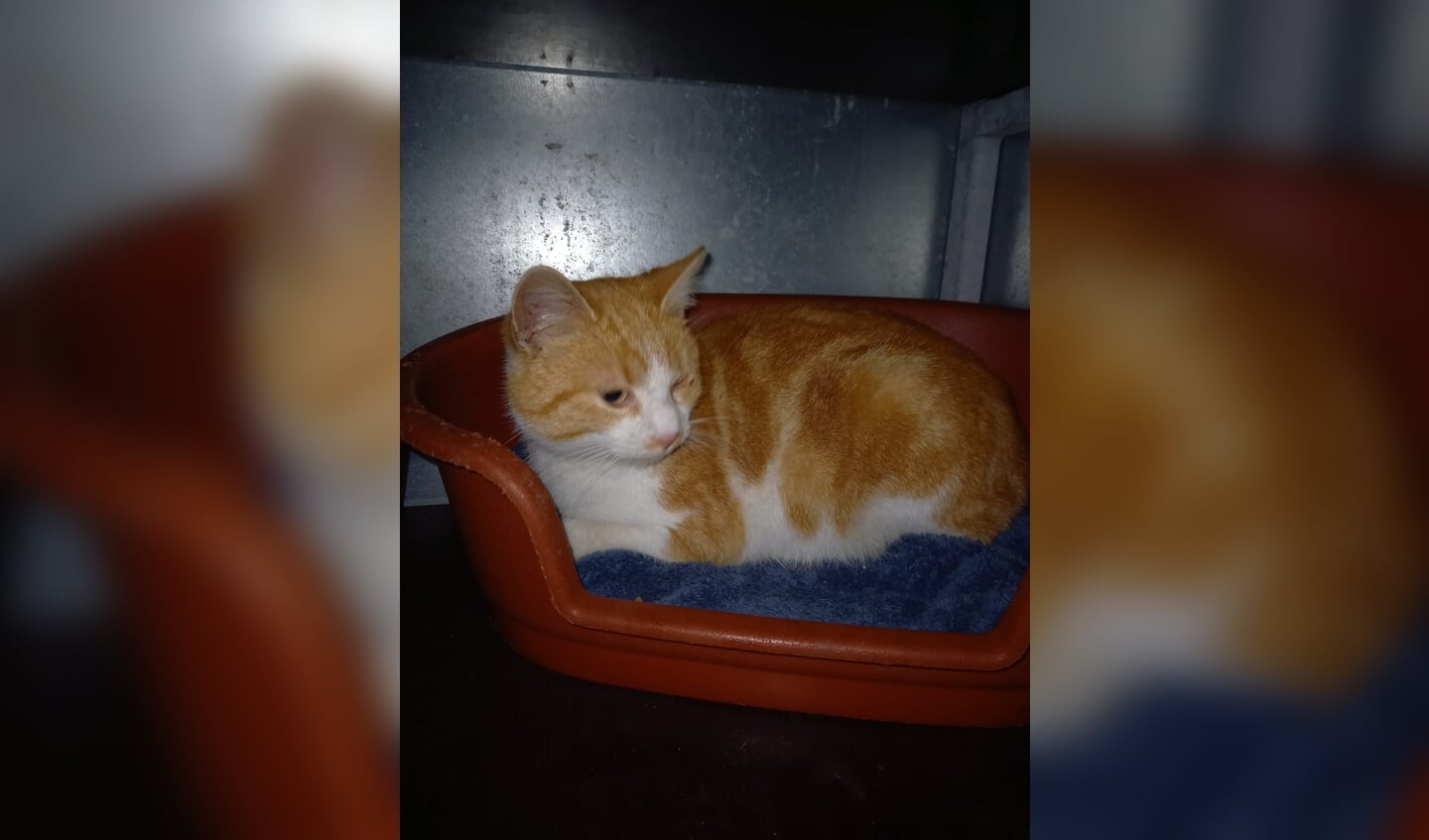 Gevonden kater Zelderseweg Terschuur