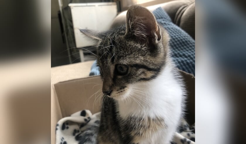 Vermiste kater Keienweg Nijkerk.