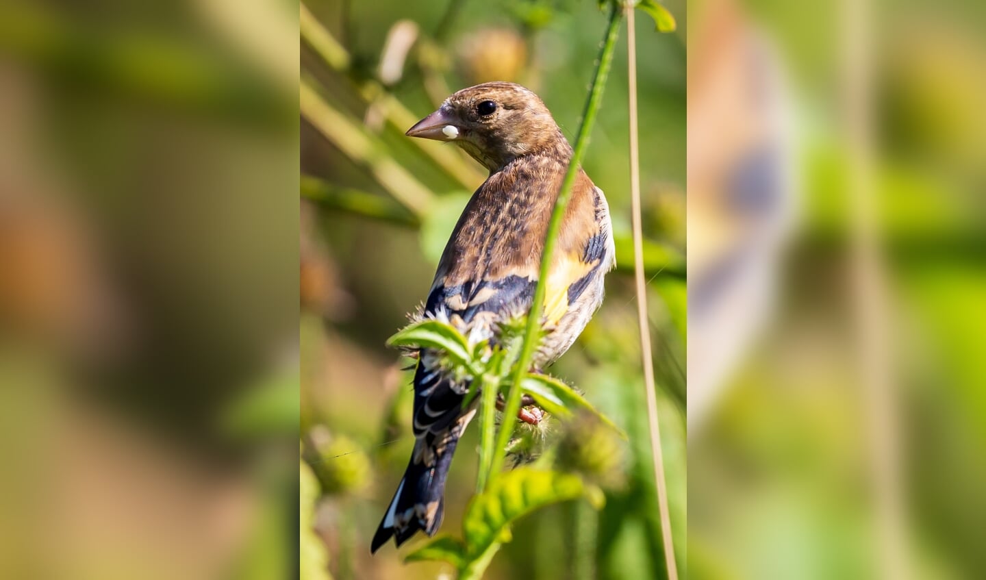 Putter ofwel distelvink
