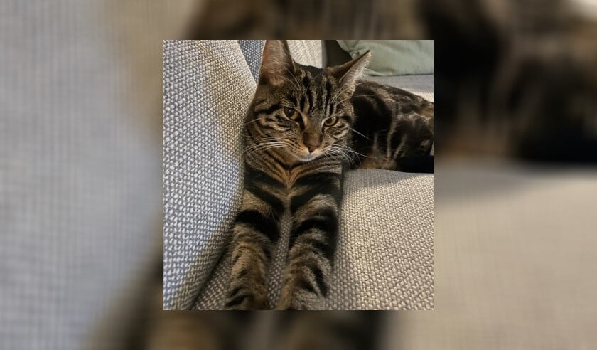 Vermiste poes Lange Voren Barneveld