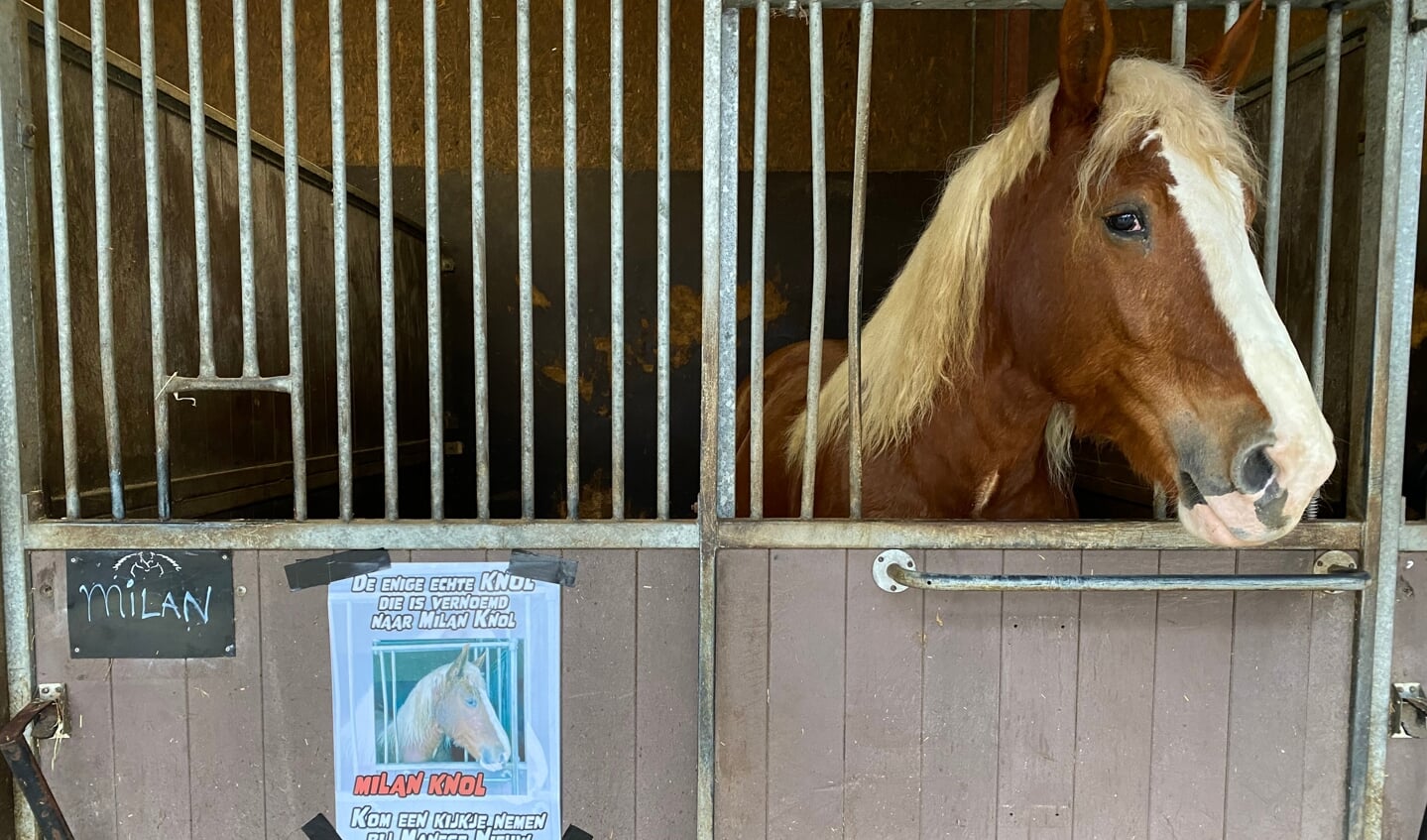 Sinds dinsdag is het officieel: dit paard van manege Nieuw Eldorado heet nu Milan Knol, vernoemd  naar de bekende YouTuber uit Soesterberg.