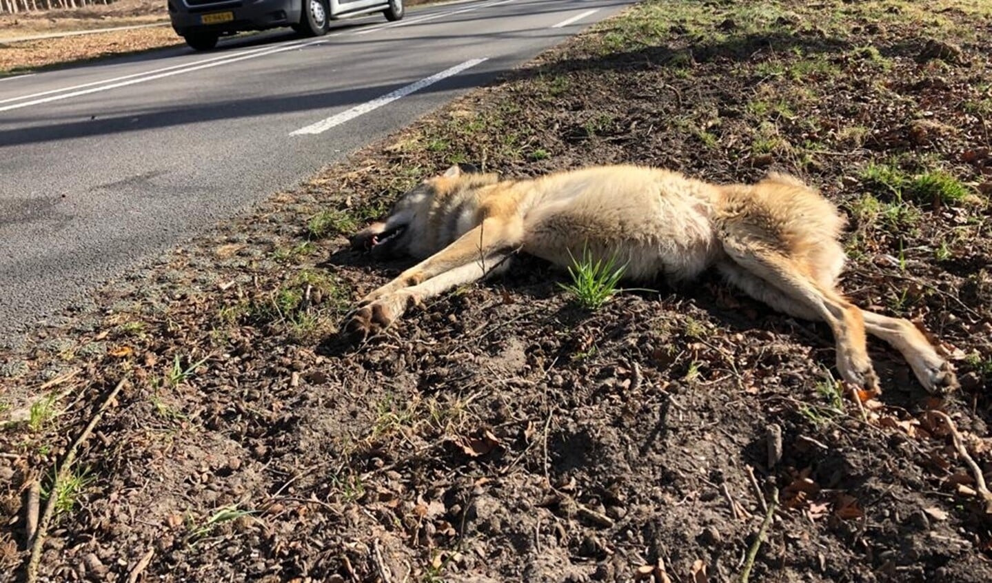 De doodgereden wolvin op de Oude Rijksweg N224 bij Ede op zaterdag 6 maart 2021. 