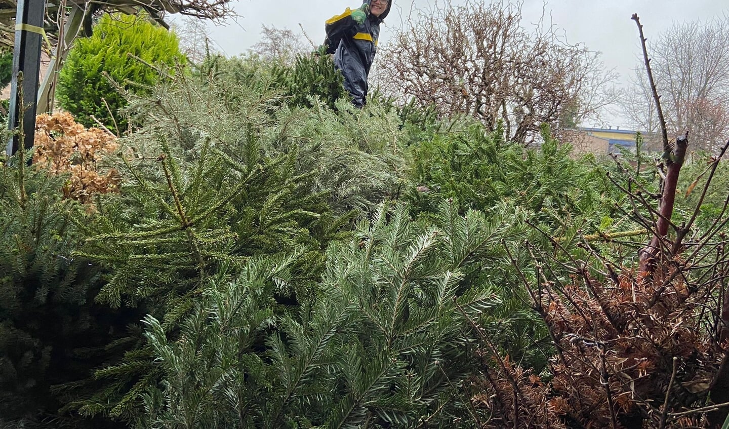 Tim Floor bovenop alle kerstbomen tot nu toe verzamelt in hun tuin