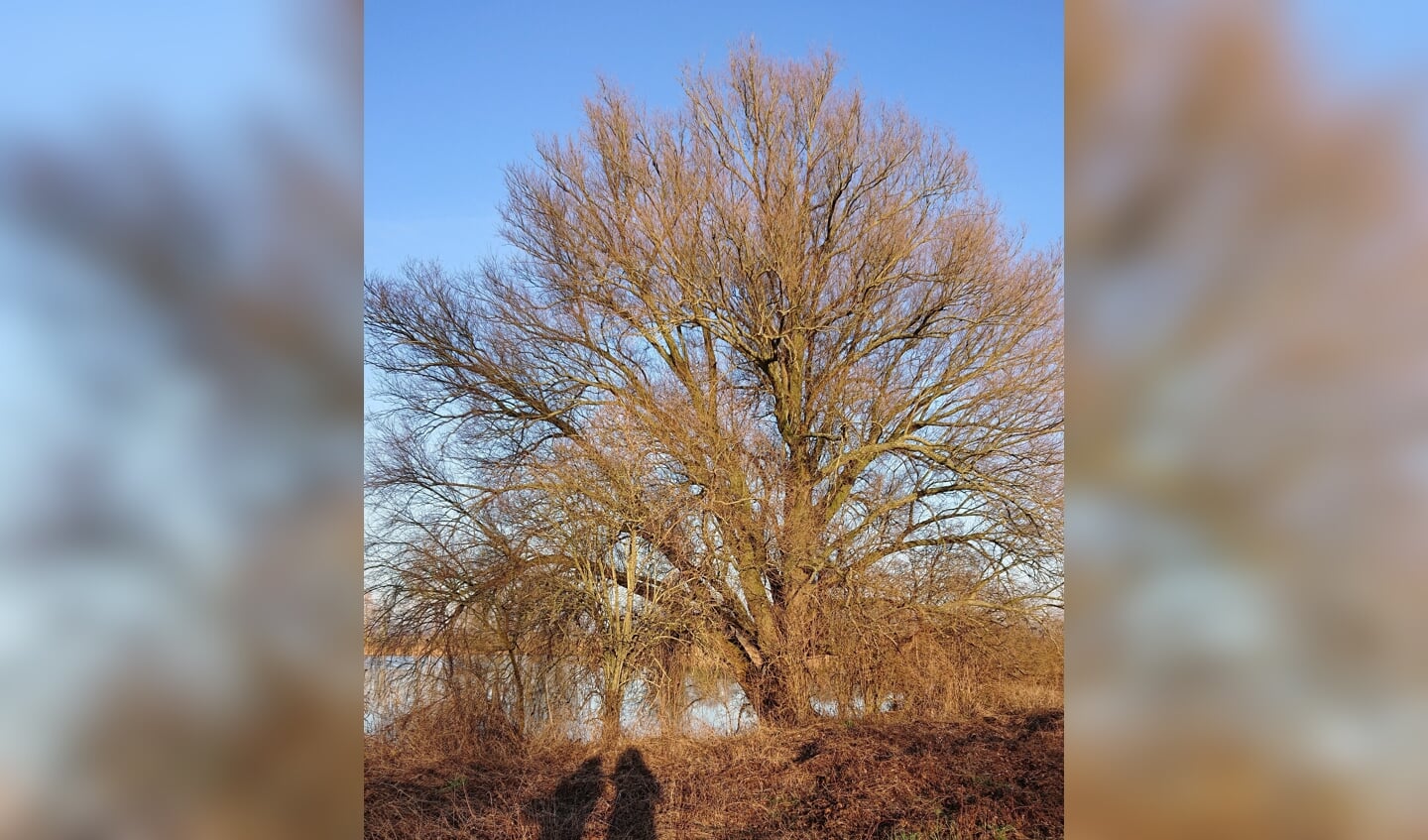 Bosscherwaarden