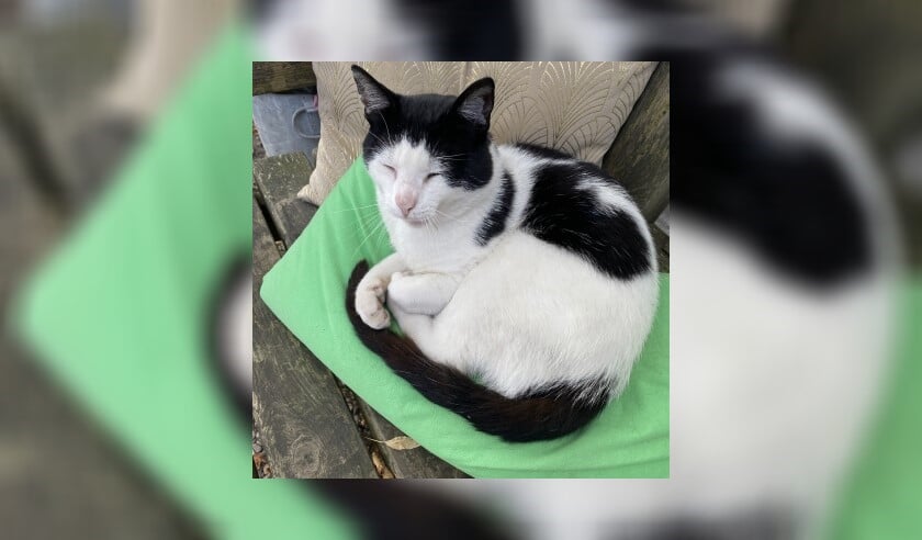 Vermiste kater Koningsweg Garderen