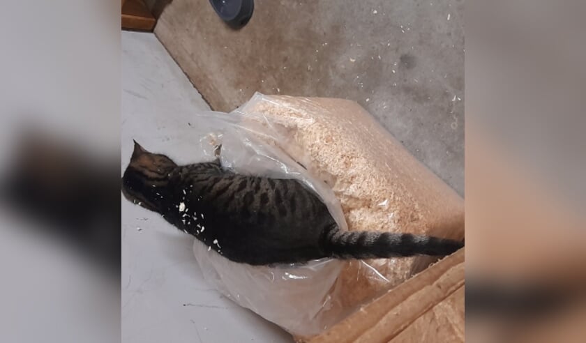 Vermiste poes Wesselseweg Kootwijkerbroek.