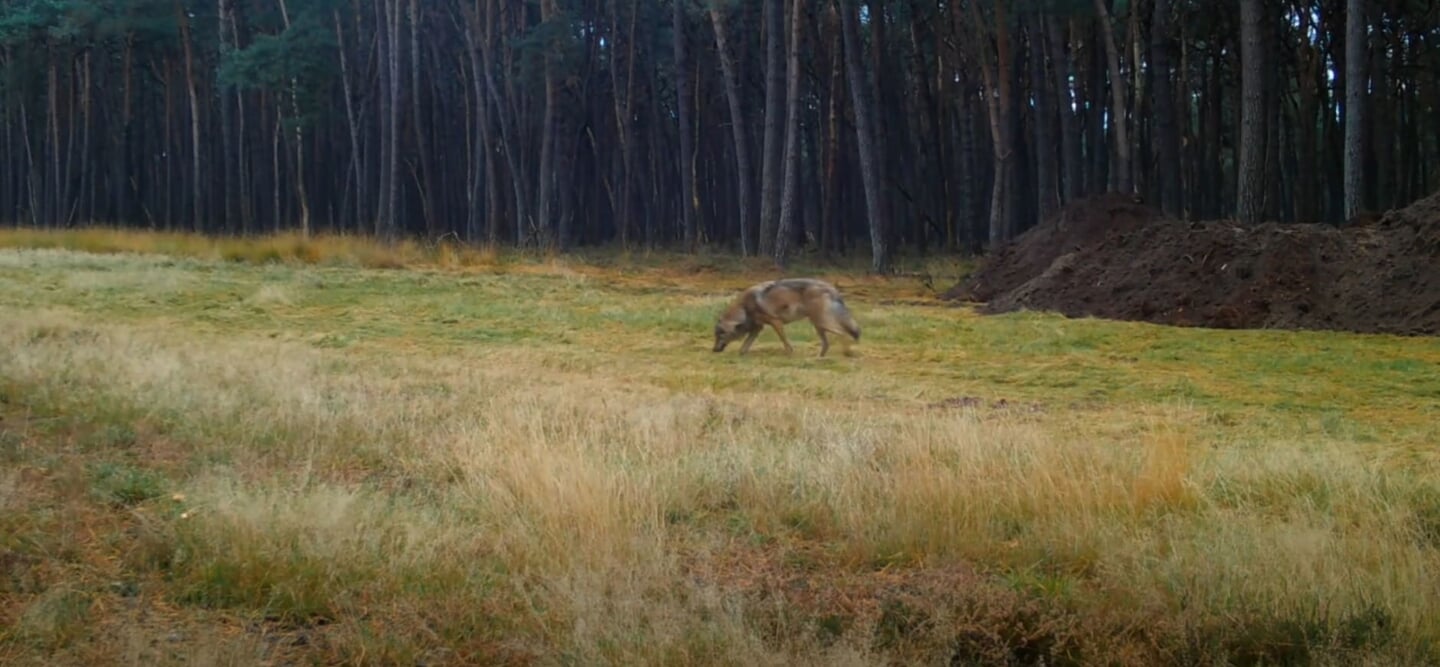Beeld van een wolf in het rustgebied van Planken Wambuis.
