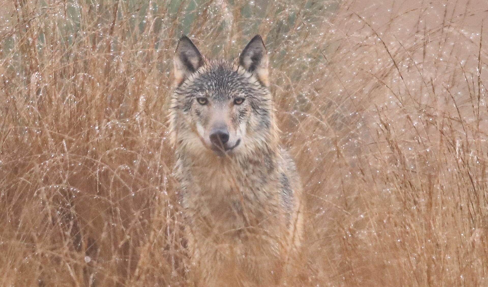 De wolf in het hoge, met dauw bedekte gras.