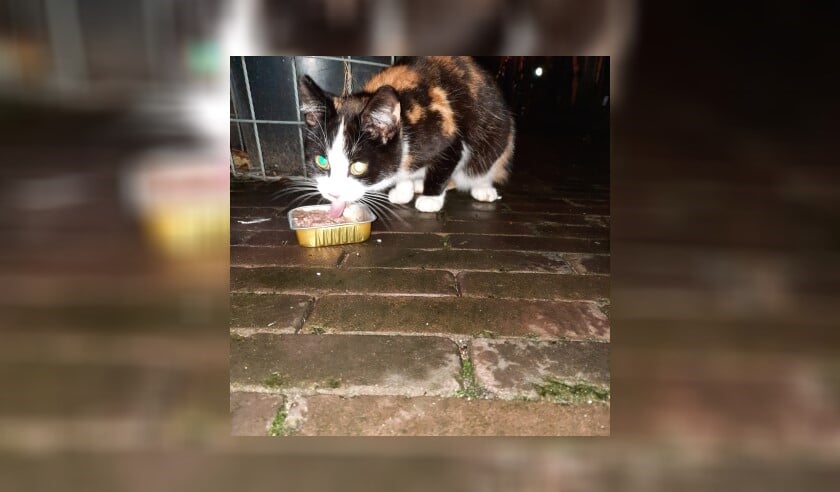 Gevonden poes Emmastraat Barneveld