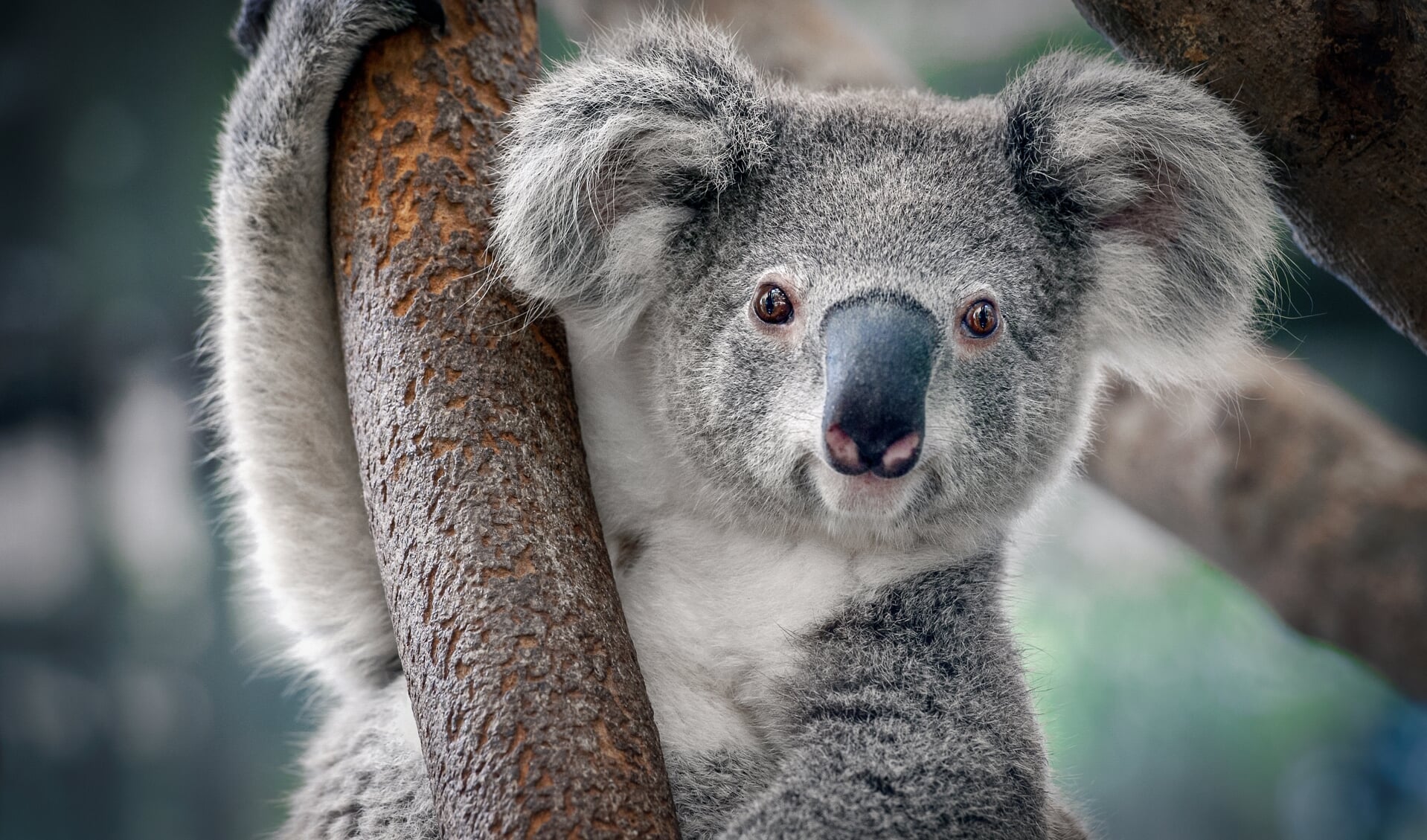 De koala’s worden in Rhenen verwacht na de zomer van 2023.