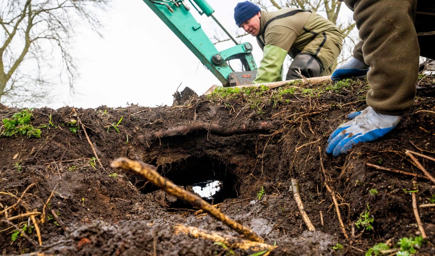 De bever ondergraaft dijken, wegen en spoorlijnen