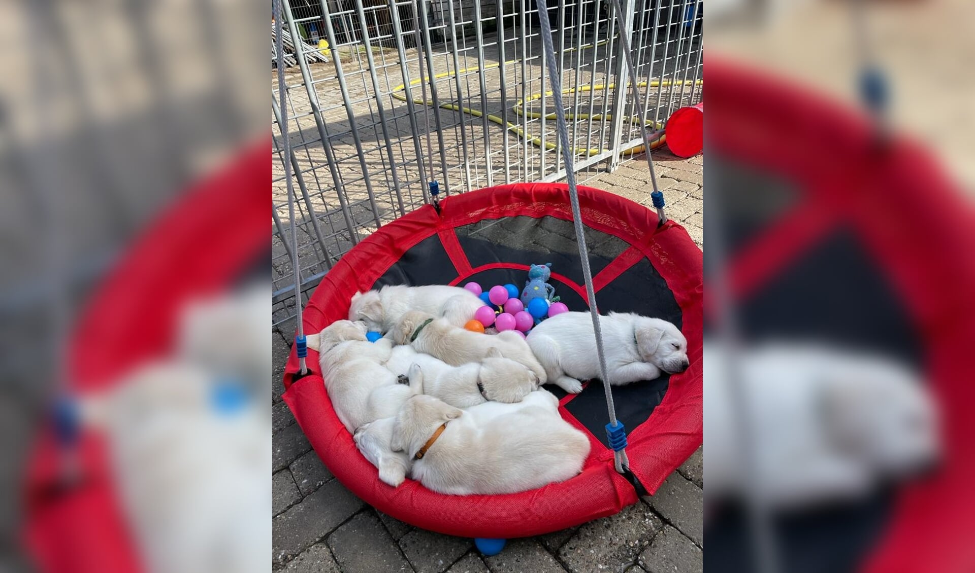 Aspirant pups liggen lekker te slapen na het buiten spelen en ontdekken. 