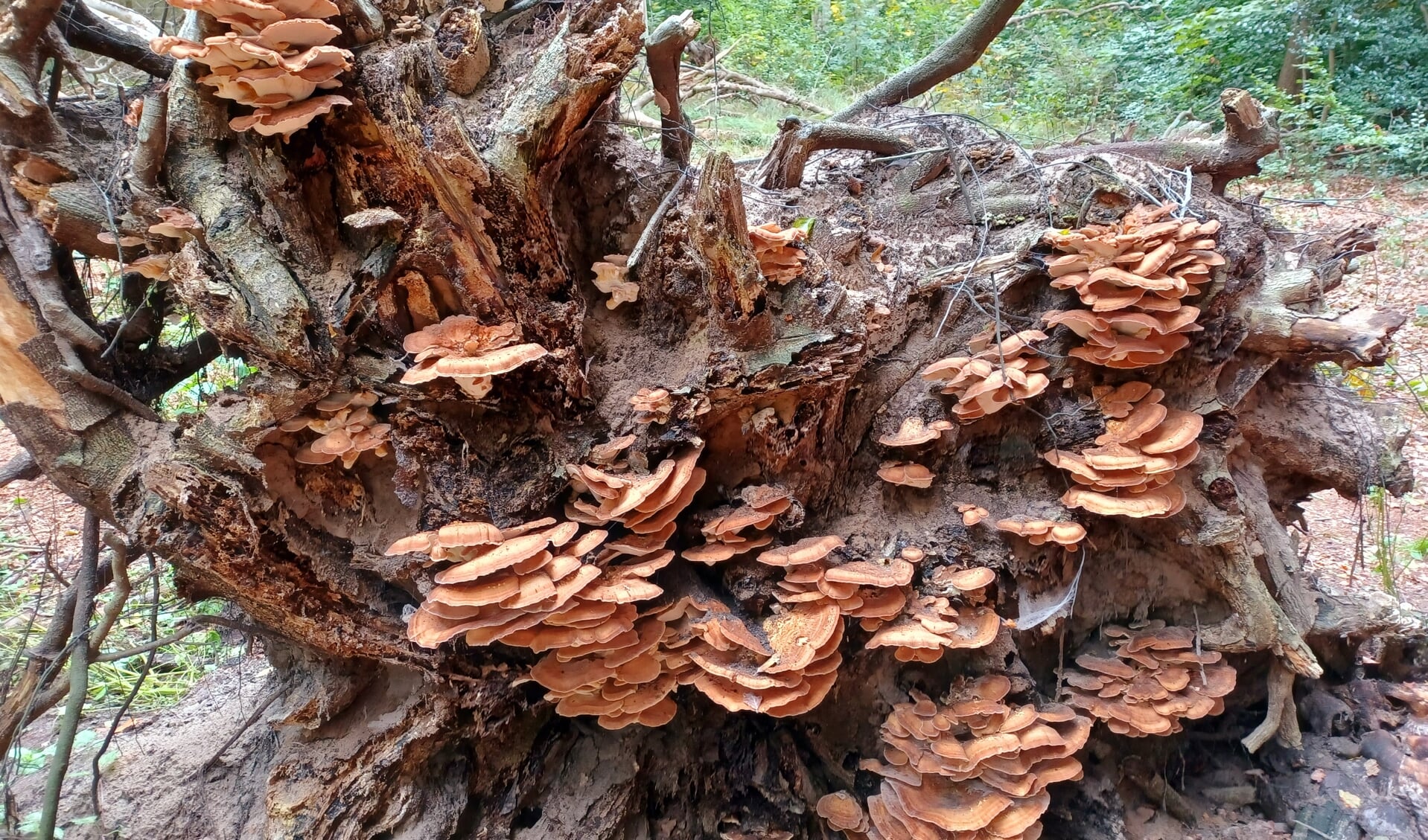 De reuzenzwammen op een omgevallen boom in Leyduin